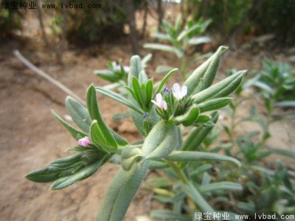 <a href='https://www.lvbad.com/yaocaizhongzi/2326.html' target='_blank'>王不留种子</a>