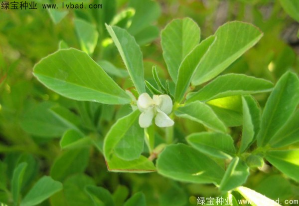 葫芦巴种子