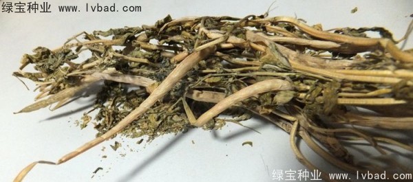 <a href='https://www.lvbad.com/yaocaizhongzi/2327.html' target='_blank'>葫芦巴种子</a>