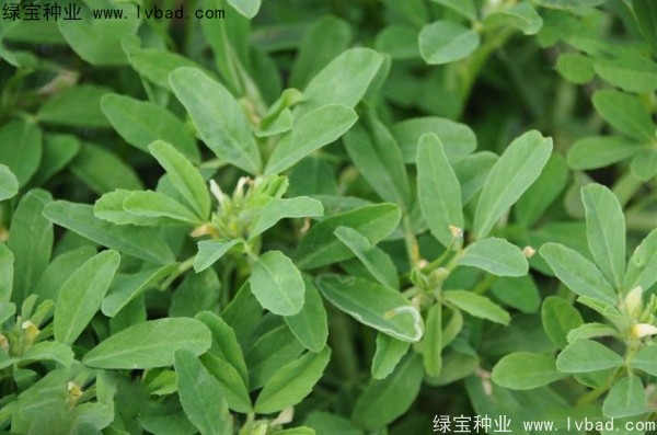 葫芦巴种子