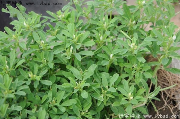 <a href='https://www.lvbad.com/yaocaizhongzi/2327.html' target='_blank'>葫芦巴种子</a>