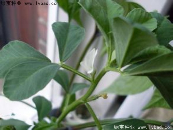 <a href='https://www.lvbad.com/yaocaizhongzi/2327.html' target='_blank'>葫芦巴</a><a href='https://www.lvbad.com/' target='_blank'>种子</a>