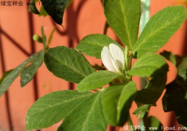 葫芦巴种子