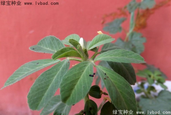 葫芦巴种子