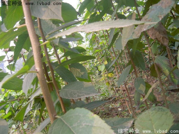 <a href='https://www.lvbad.com/yaocaizhongzi/2329.html' target='_blank'>杜仲种子</a>