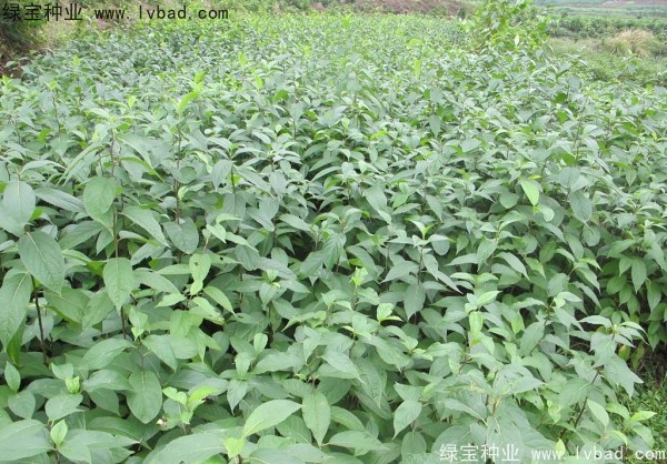 <a href='https://www.lvbad.com/yaocaizhongzi/2329.html' target='_blank'>杜仲种子</a>