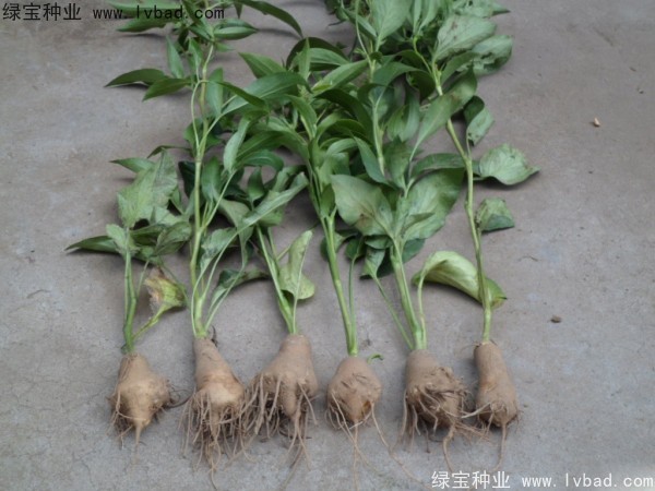 <a href='https://www.lvbad.com/yaocaizhongzi/2330.html' target='_blank'>白术</a><a href='https://www.lvbad.com/' target='_blank'>种子</a>