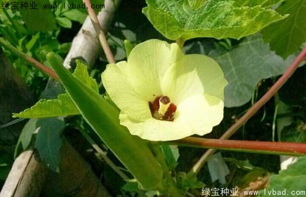 黄秋葵种子