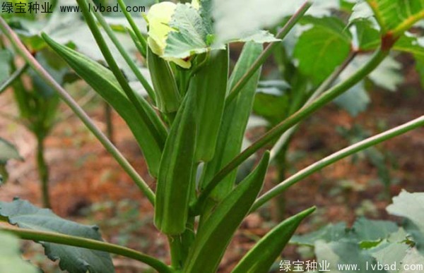 黄秋葵种子