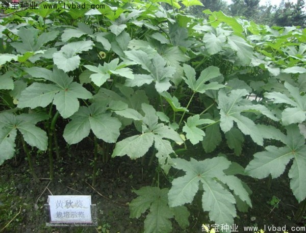<a href='https://www.lvbad.com/yaocaizhongzi/2331.html' target='_blank'>黄秋葵种子</a>