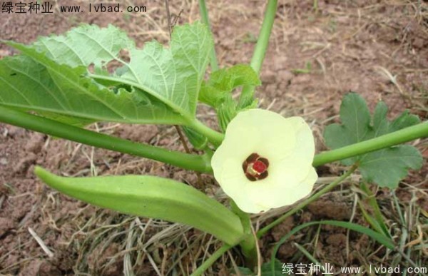 <a href='https://www.lvbad.com/yaocaizhongzi/2331.html' target='_blank'>黄秋葵种子</a>