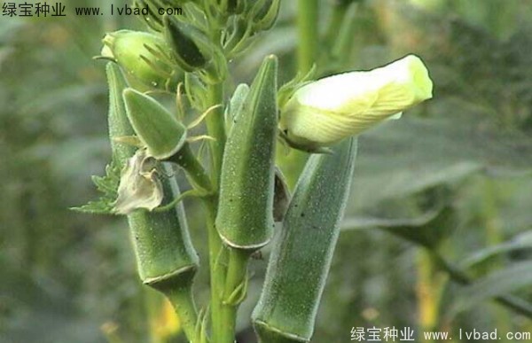 黄秋葵种子