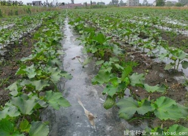 <a href='https://www.lvbad.com/yaocaizhongzi/2331.html' target='_blank'>黄秋葵</a><a href='https://www.lvbad.com/' target='_blank'>种子</a>