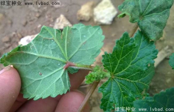 黄秋葵<a href='https://www.lvbad.com/' target='_blank'>种子</a>