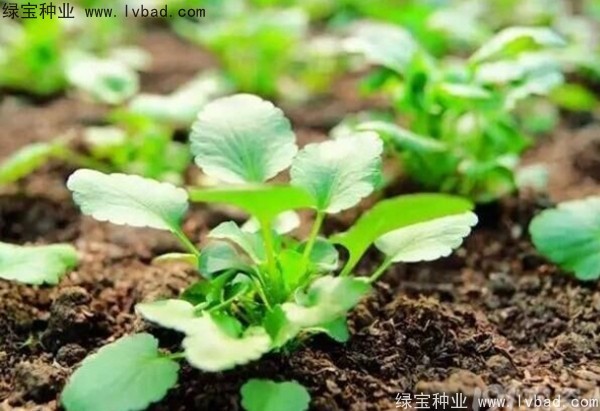 <a href='https://www.lvbad.com/yaocaizhongzi/2332.html' target='_blank'>蓖麻种子</a>