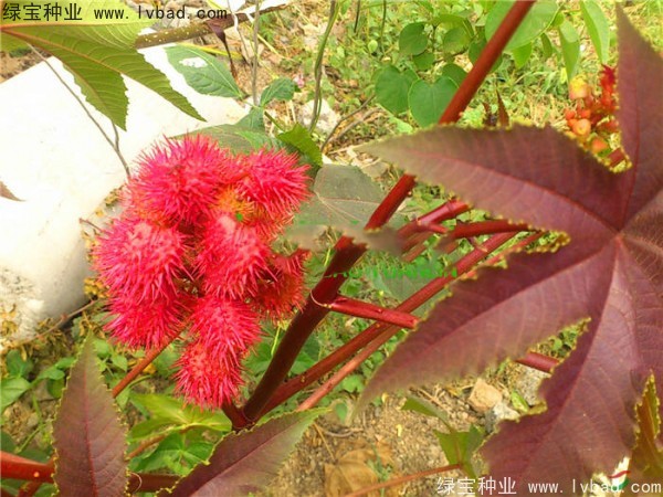 <a href='https://www.lvbad.com/yaocaizhongzi/2332.html' target='_blank'>蓖麻种子</a>