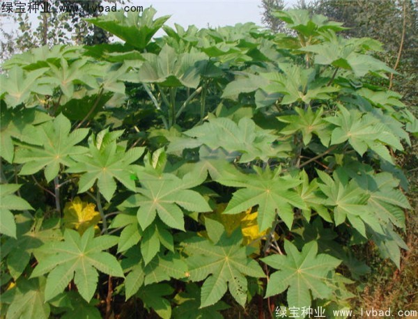 <a href='https://www.lvbad.com/yaocaizhongzi/2332.html' target='_blank'>蓖麻种子</a>