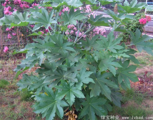 蓖麻<a href='https://www.lvbad.com/' target='_blank'>种子</a>