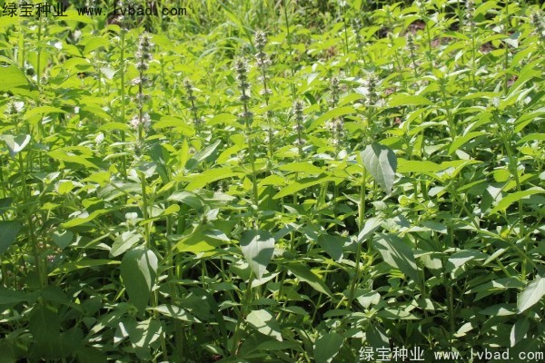 <a href='https://www.lvbad.com/yaocaizhongzi/2333.html' target='_blank'>荆芥种子</a>