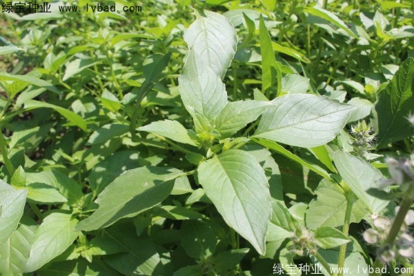 荆芥<a href='https://www.lvbad.com/' target='_blank'>种子</a>