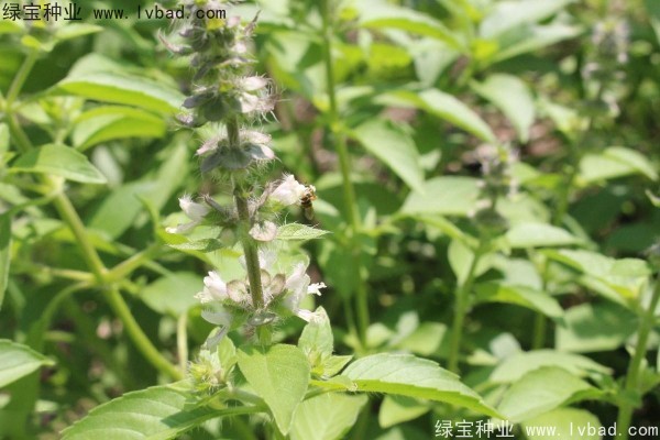 <a href='https://www.lvbad.com/yaocaizhongzi/2333.html' target='_blank'>荆芥种子</a>