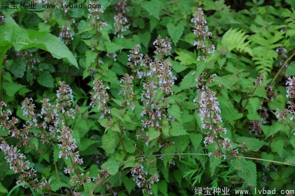 荆芥<a href='https://www.lvbad.com/' target='_blank'>种子</a>