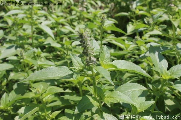 荆芥种子