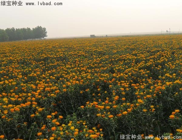 <a href='https://www.lvbad.com/yaocaizhongzi/2335.html' target='_blank'>红花种子</a>