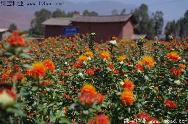 <a href='https://www.lvbad.com/yaocaizhongzi/2335.html' target='_blank'>红花</a><a href='https://www.lvbad.com/' target='_blank'>种子</a>