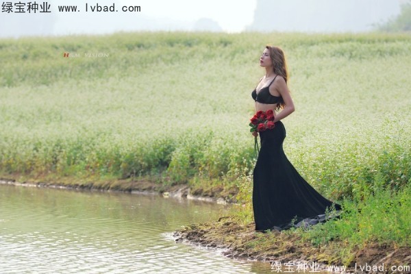 <a href='https://www.lvbad.com/yaocaizhongzi/2336.html' target='_blank'>甜荞麦种子</a>