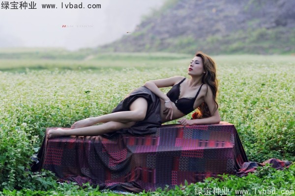 甜<a href='https://www.lvbad.com/yaocaizhongzi/2311.html' target='_blank'>荞麦种子</a>