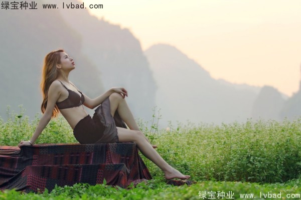 <a href='https://www.lvbad.com/yaocaizhongzi/2336.html' target='_blank'>甜荞麦</a><a href='https://www.lvbad.com/' target='_blank'>种子</a>