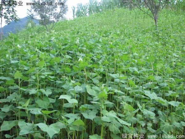 甜<a href='https://www.lvbad.com/yaocaizhongzi/2311.html' target='_blank'>荞麦种子</a>