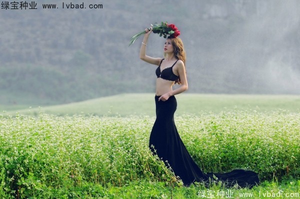 <a href='https://www.lvbad.com/yaocaizhongzi/2336.html' target='_blank'>甜荞麦种子</a>