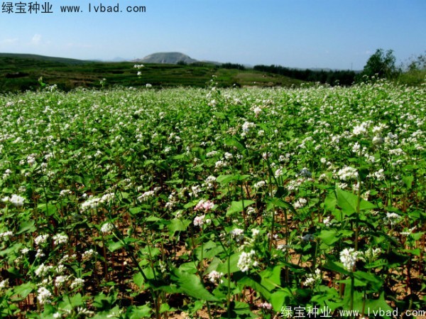 苦<a href='https://www.lvbad.com/yaocaizhongzi/2311.html' target='_blank'>荞麦种子</a>