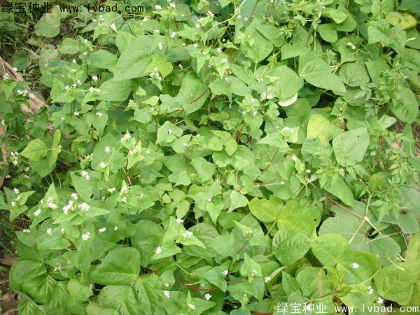<a href='https://www.lvbad.com/yaocaizhongzi/2337.html' target='_blank'>苦荞麦种子</a>