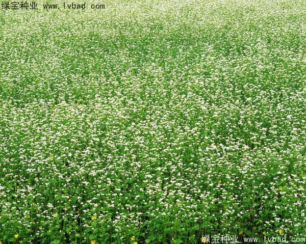 <a href='https://www.lvbad.com/yaocaizhongzi/2337.html' target='_blank'>苦荞麦</a><a href='https://www.lvbad.com/' target='_blank'>种子</a>