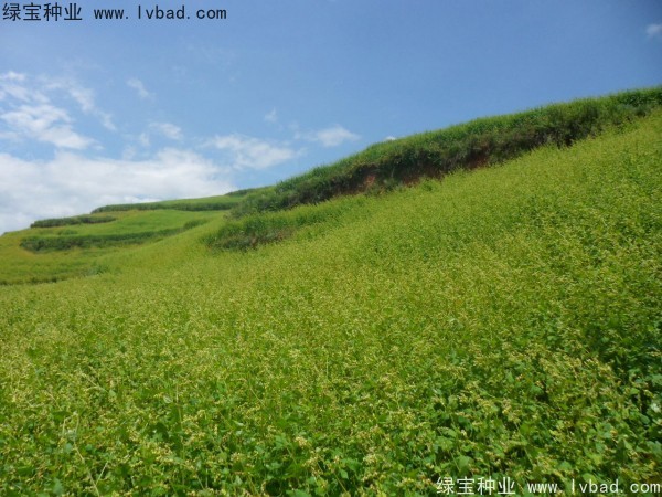 苦<a href='https://www.lvbad.com/yaocaizhongzi/2311.html' target='_blank'>荞麦种子</a>