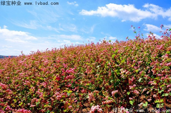 <a href='https://www.lvbad.com/yaocaizhongzi/2337.html' target='_blank'>苦荞麦种子</a>