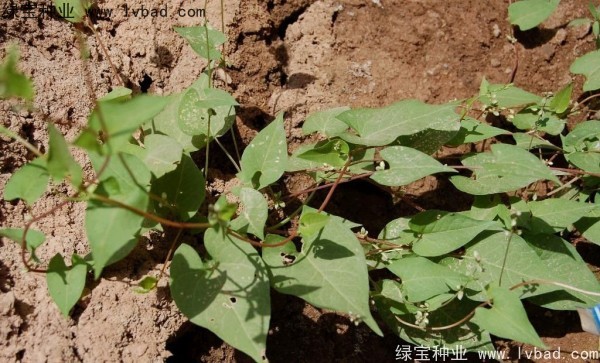 <a href='https://www.lvbad.com/yaocaizhongzi/2337.html' target='_blank'>苦荞麦</a><a href='https://www.lvbad.com/' target='_blank'>种子</a>