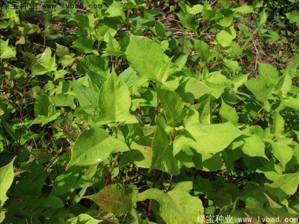 苦<a href='https://www.lvbad.com/yaocaizhongzi/2311.html' target='_blank'>荞麦</a>种子