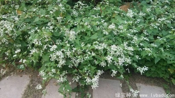 <a href='https://www.lvbad.com/yaocaizhongzi/2337.html' target='_blank'>苦荞麦种子</a>