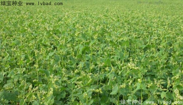 苦<a href='https://www.lvbad.com/yaocaizhongzi/2311.html' target='_blank'>荞麦种子</a>
