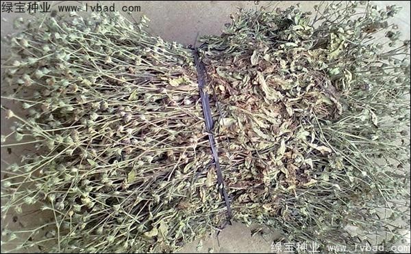 <a href='https://www.lvbad.com/yaocaizhongzi/2338.html' target='_blank'>白花蛇草种子</a>