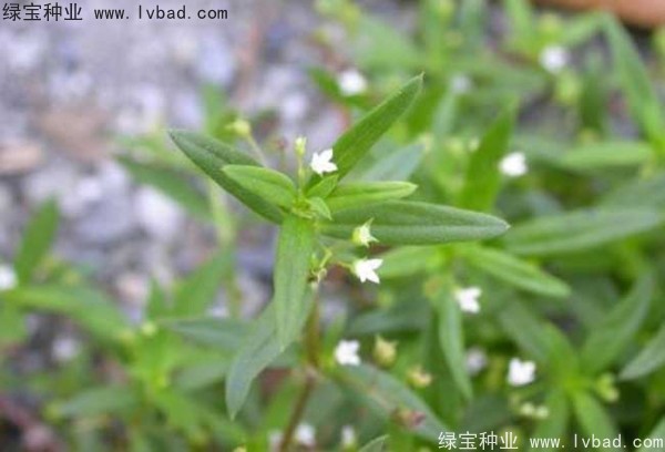 白花蛇草<a href='https://www.lvbad.com/' target='_blank'>种子</a>