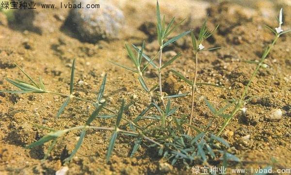 白花蛇草<a href='https://www.lvbad.com/' target='_blank'>种子</a>