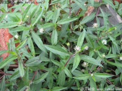 白花蛇草种子