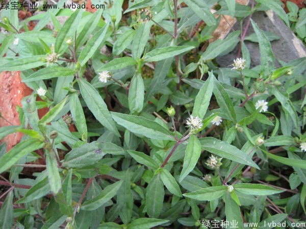 <a href='https://www.lvbad.com/yaocaizhongzi/2338.html' target='_blank'>白花蛇草种子</a>