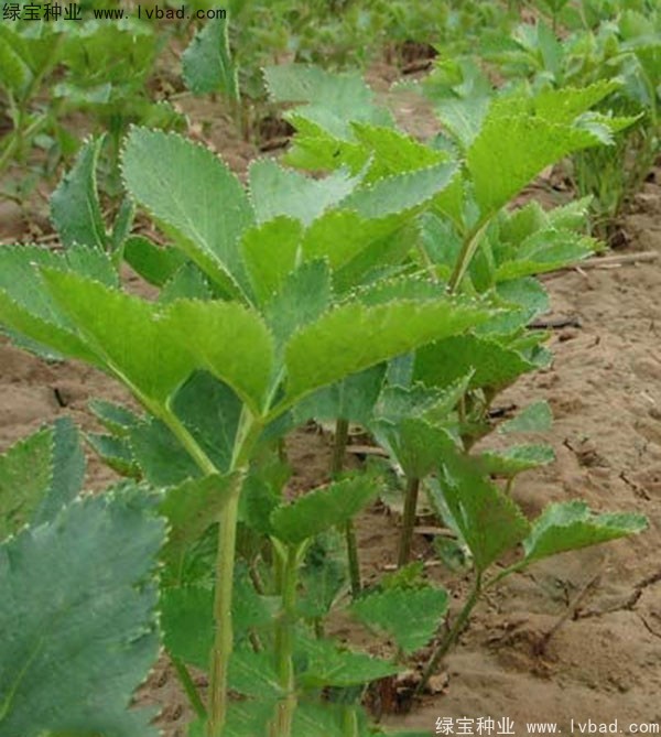 <a href='https://www.lvbad.com/yaocaizhongzi/2339.html' target='_blank'>白芷种子</a>