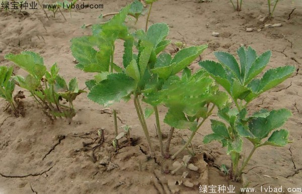 <a href='https://www.lvbad.com/yaocaizhongzi/2339.html' target='_blank'>白芷种子</a>